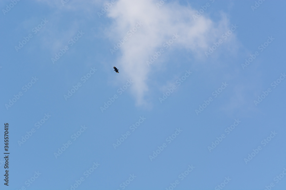 silhouette of distant bird in flight