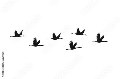 Vector black hand drawn flying cranes birds silhouette flock isolated on white background