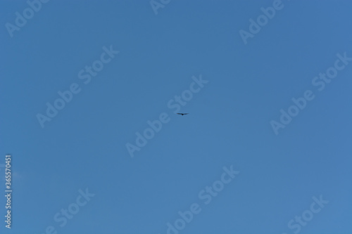silhouette of distant bird in flight