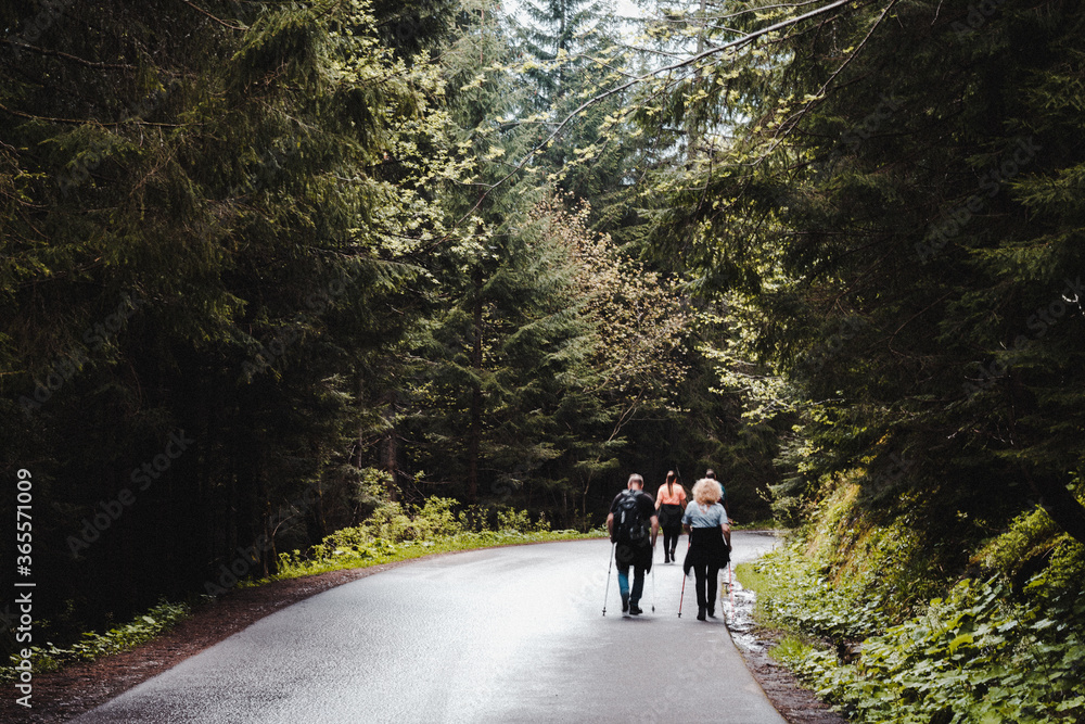 Obraz premium walk in the woods