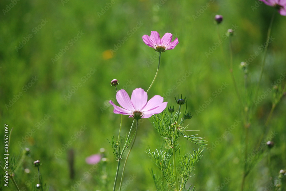 pink flowers in the field pink flowers in the field