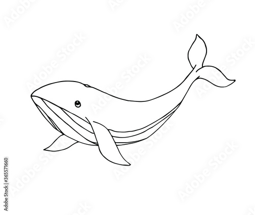 Vector hand drawn doodle sketch whale isolated on white background