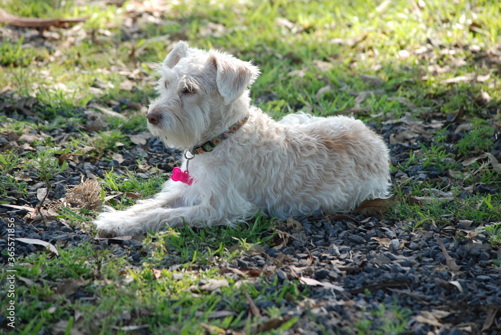 jack russell terrier playing in the park jack russell terrier playing in the park