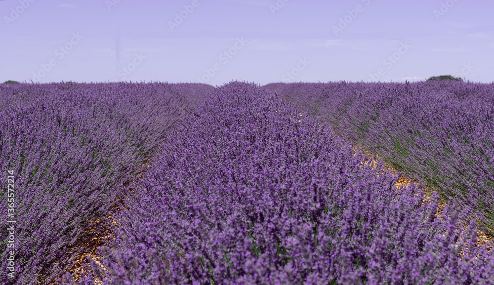 Obraz premium Lavender flower fields in Brihuega