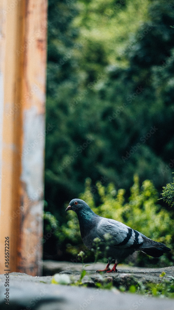 Obraz premium bird on a branch