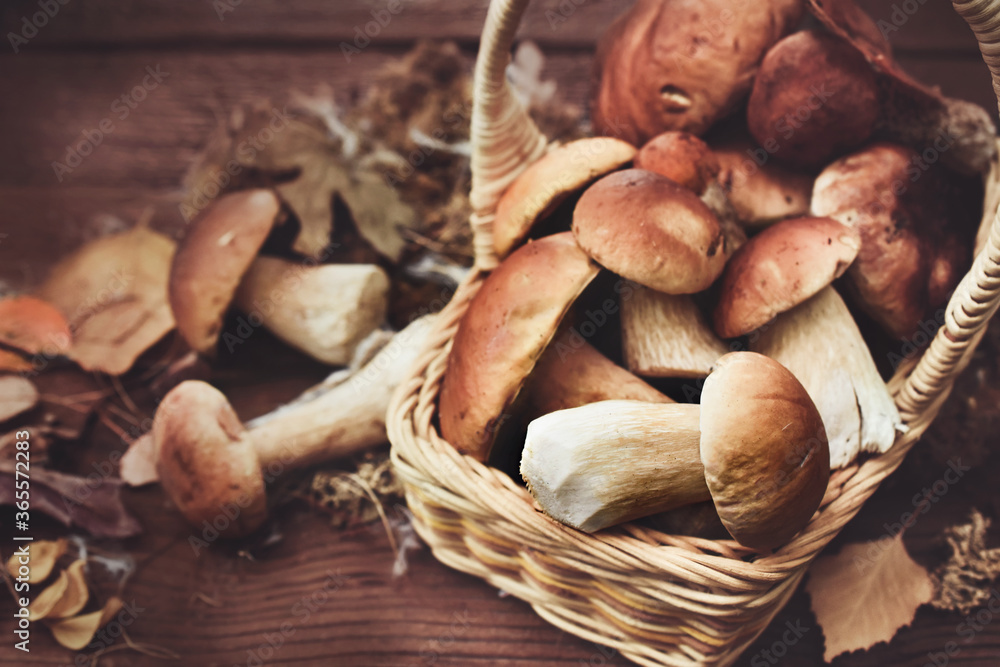 Basket of edible mushrooms: bolete and boletus, rustic wooden background, selective focus, toned image Basket of edible mushrooms: bolete and boletus, rustic wooden background, selective focus, toned image