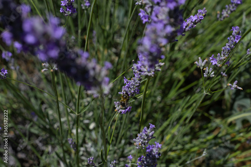 Bees on Lavender flower fields in Brihuega