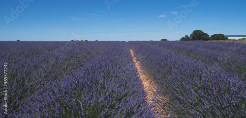 Lavender flower fields in Brihuega