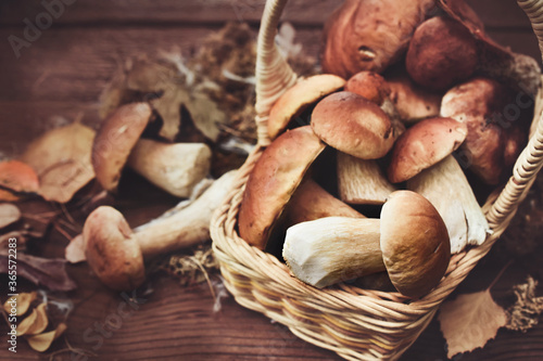 Basket of edible mushrooms: bolete and boletus, rustic wooden background, selective focus, toned image