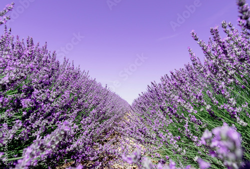 Lavender flower fields in Brihuega