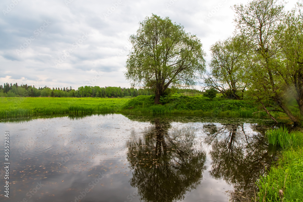 Trees grow on the Bank of a small pond in a field Trees grow on the Bank of a small pond in a field