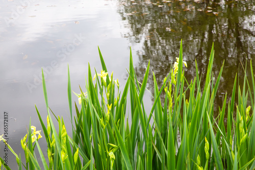 Yellow flowers irises grow near a small pond in a field