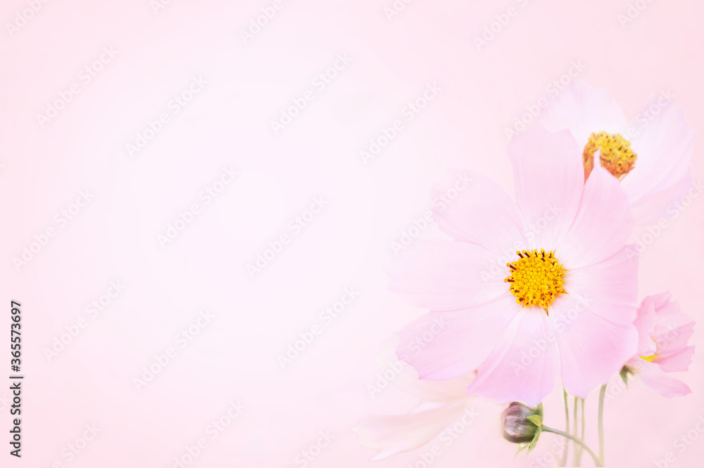 Summer blossoming delicate cosmos flowers festive background, pastel and soft bouquet floral card, selective focus Summer blossoming delicate cosmos flowers festive background, pastel and soft bouquet floral card, selective focus