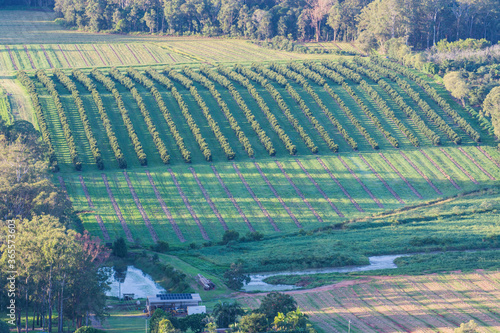 A macadamia orchard  in the Sunshine Coast Hinterland, Queensland, Australia