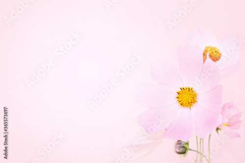Summer blossoming delicate cosmos flowers festive background, pastel and soft bouquet floral card, selective focus