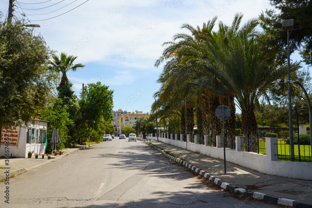 Palm trees in the park. North Cyprus. Nicosia city. April 04 2018