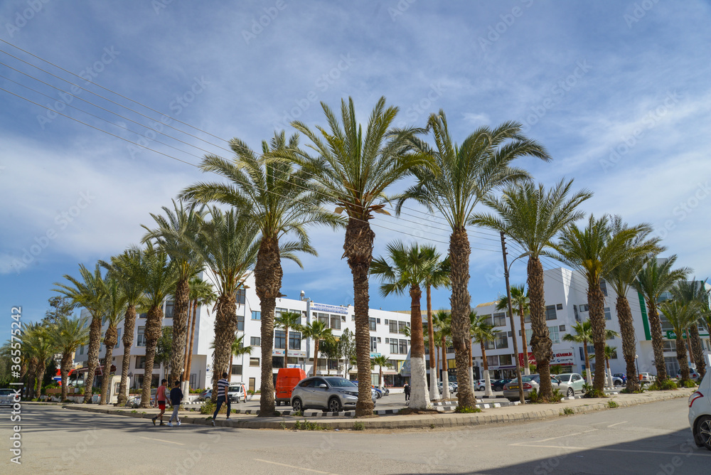 Palm trees on the street. North Cyprus. Nicosia city. April 04 2018 Palm trees on the street. North Cyprus. Nicosia city. April 04 2018