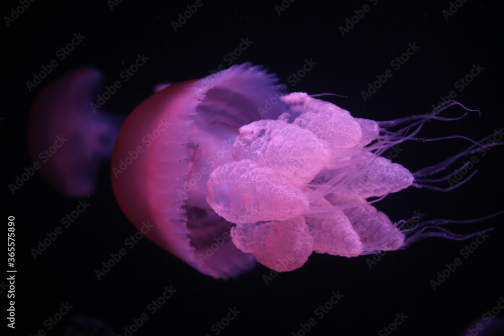Obraz premium pink flower in water