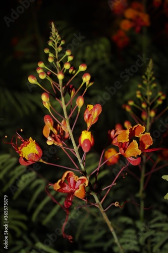 red and yellow flowers