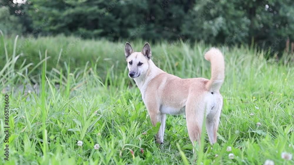 playful young yellow dog waving its tail on a summer walk on the lawn playful young yellow dog waving its tail on a summer walk on the lawn