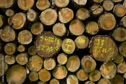 Wall of stacked wood logs with yellow markings. Background texture with cut trees.