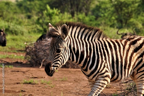A Zebrafoal in the savannah side view
