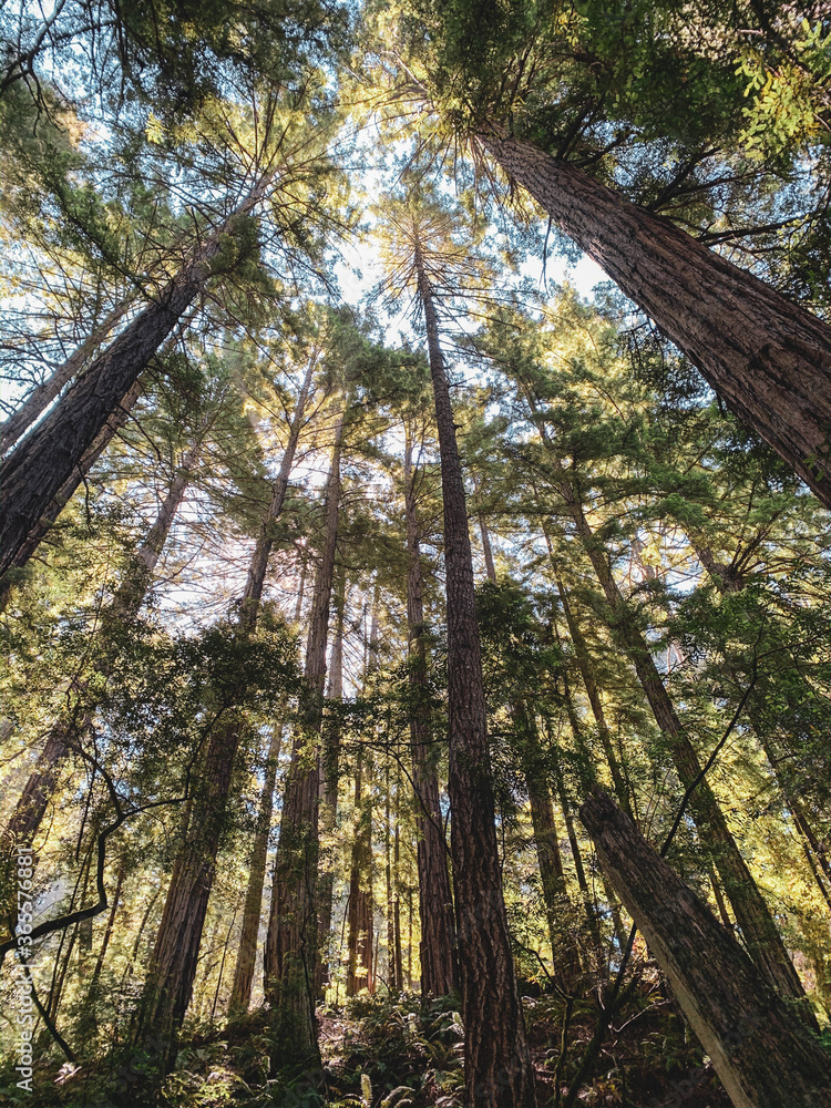 Fototapeta premium Northern California Forest