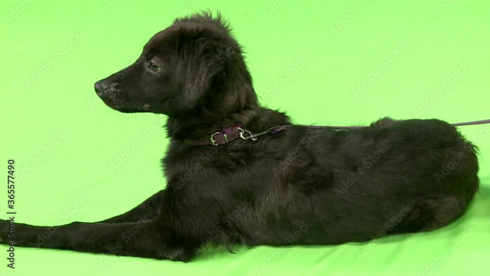 A black dog lying in front of the green screen / chroma key with a violet collar and leash, turning its head around with cute eyes. A black dog lying in front of the green screen / chroma key with a violet collar and leash, turning its head around with cute eyes.