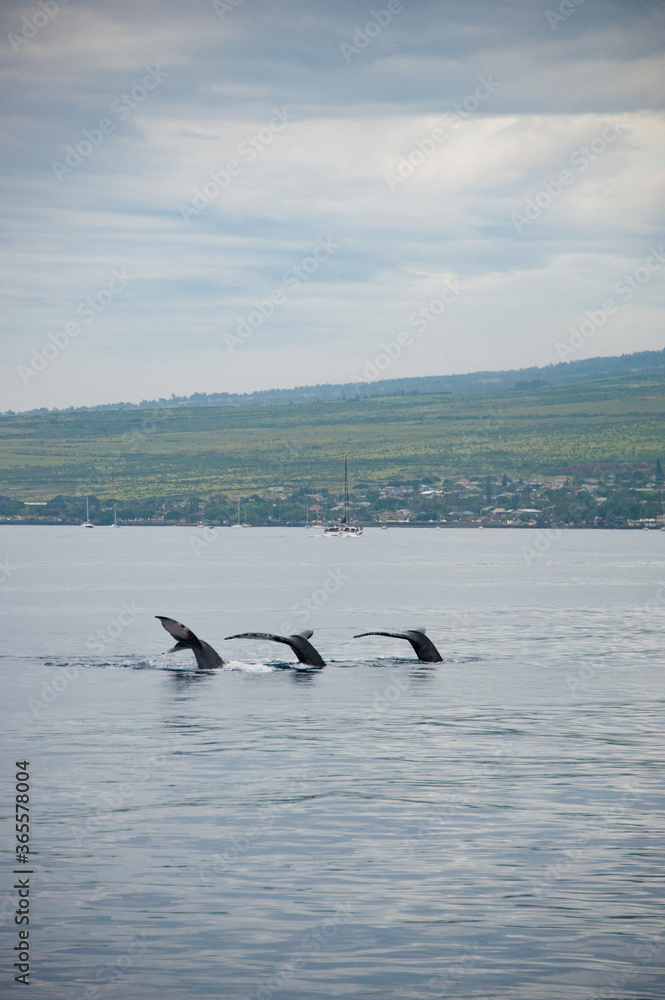 Fototapeta premium Humpback Whales on the ocean surface, Lahaina, Maui, Hawaii