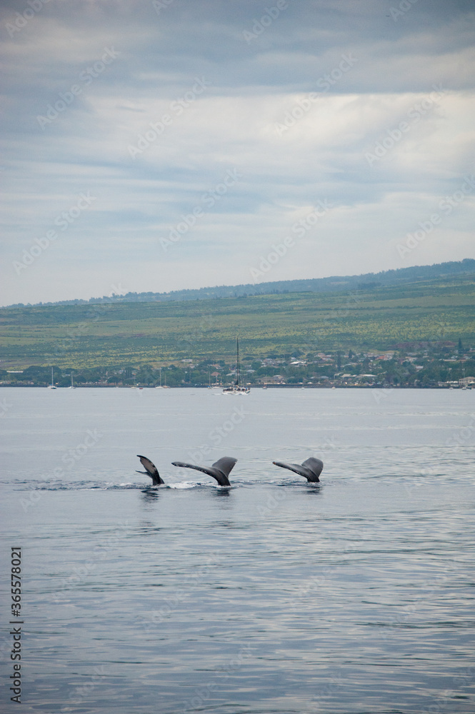 Fototapeta premium Humpback Whales on the ocean surface, Lahaina, Maui, Hawaii