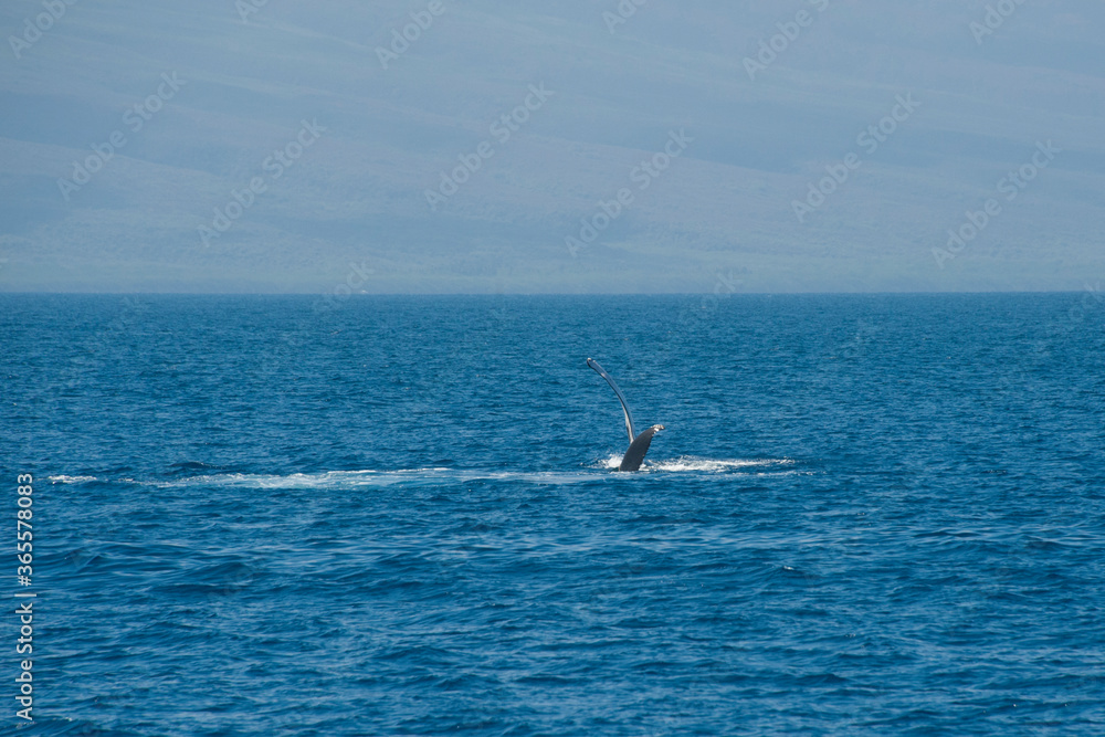Humpback Whales on the ocean surface, Lahaina, Maui, Hawaii