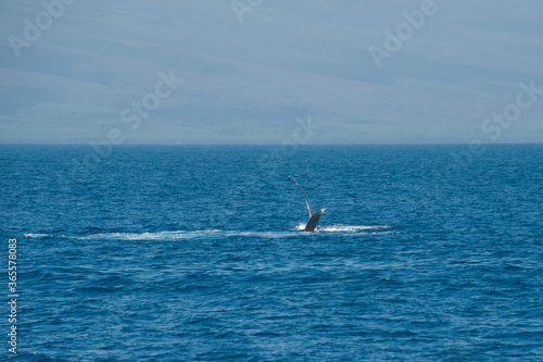 Humpback Whales on the ocean surface, Lahaina, Maui, Hawaii