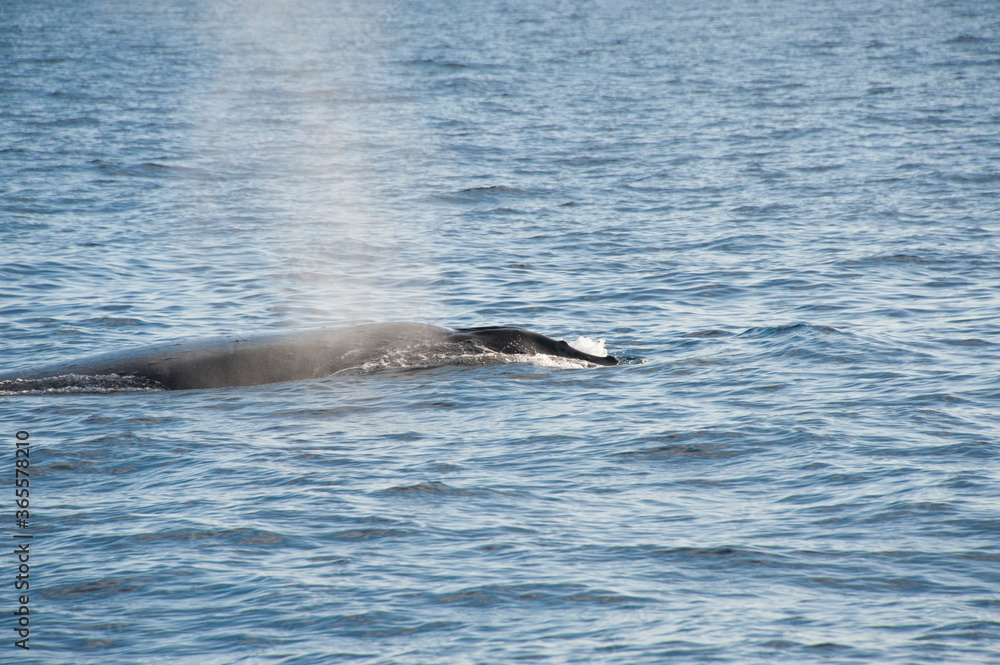 Naklejka premium Humpback Whales on the ocean surface, Lahaina, Maui, Hawaii