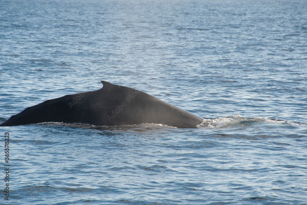 Fototapeta premium Humpback Whales on the ocean surface, Lahaina, Maui, Hawaii