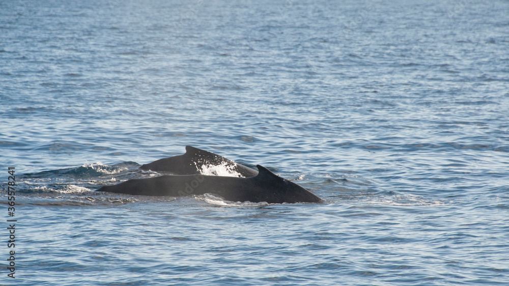 Fototapeta premium Humpback Whales on the ocean surface, Lahaina, Maui, Hawaii