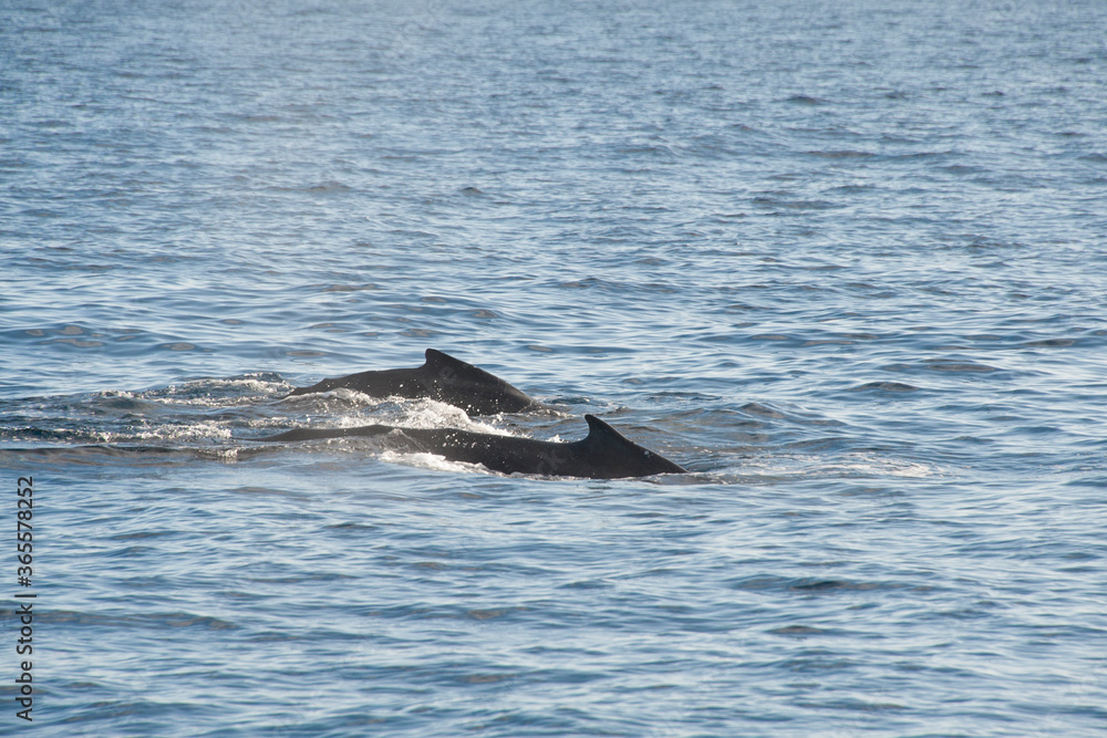 Humpback Whales on the ocean surface, Lahaina, Maui, Hawaii Humpback Whales on the ocean surface, Lahaina, Maui, Hawaii