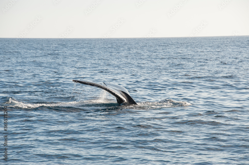 Obraz premium Humpback Whales on the ocean surface, Lahaina, Maui, Hawaii