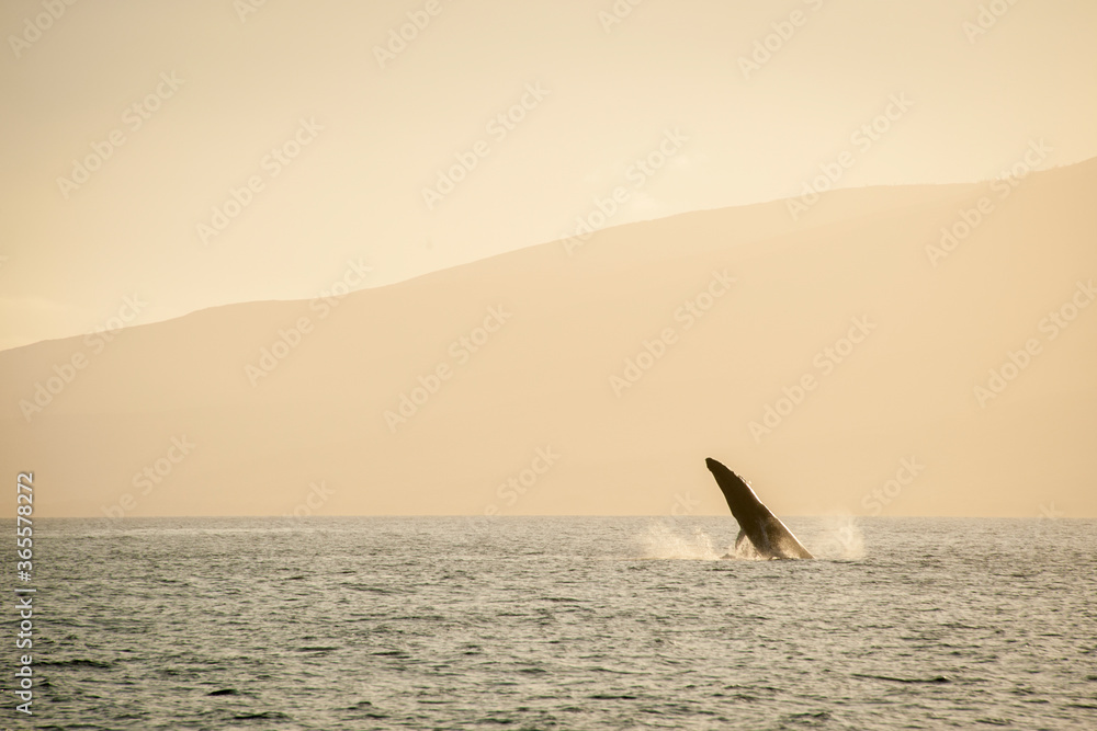 Fototapeta premium Humpback Whale in Sunset, Orange sky, 