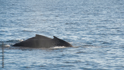 Humpback Whales on the ocean surface, Lahaina, Maui, Hawaii