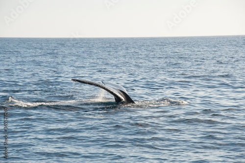 Humpback Whales on the ocean surface  Lahaina  Maui  Hawaii