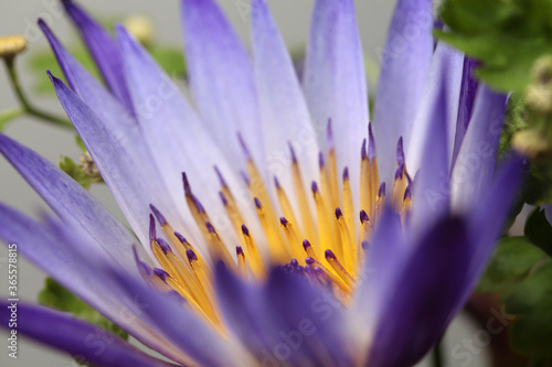 Water lily macro  Extreme macro of lotus flowers texture background.