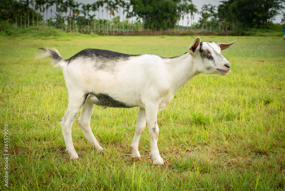 White Goat in a paddock with a beautiful green field. White Goat in a paddock with a beautiful green field.
