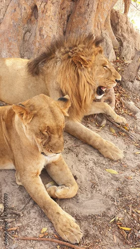 Fototapeta lions