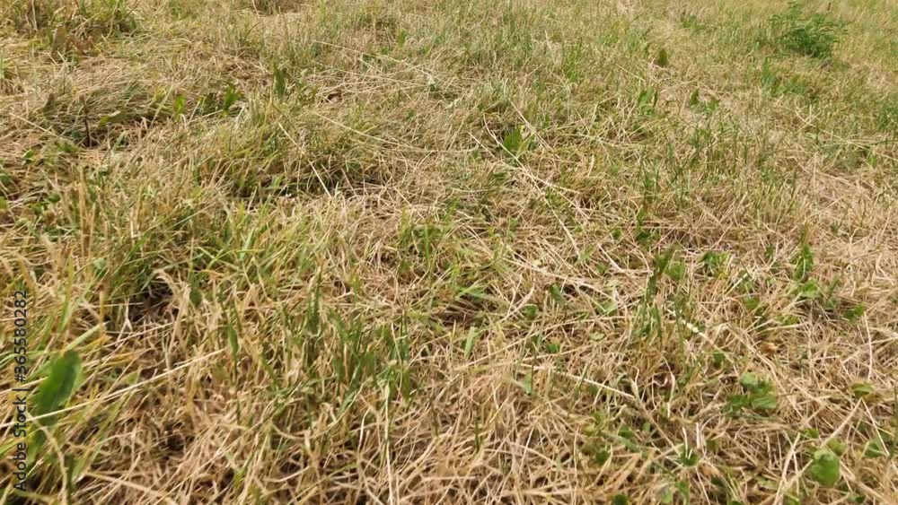 Smooth camera movement along dry grass in daylight, summer Smooth camera movement along dry grass in daylight, summer