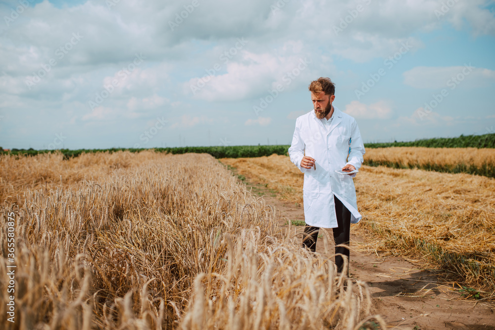 Full lenght of male caucasian technologist agronomist with tablet computer in the field of grain checking quality and growth of crops wheat for agriculture..