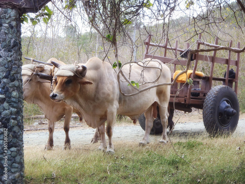 oxen with a ox cart in Cuba © Evan