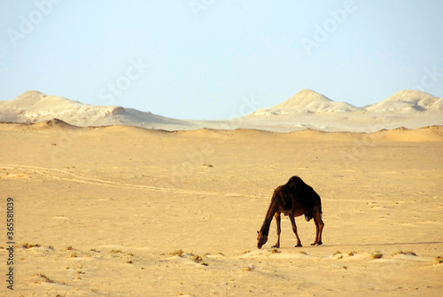 Camel in the desert wildlife