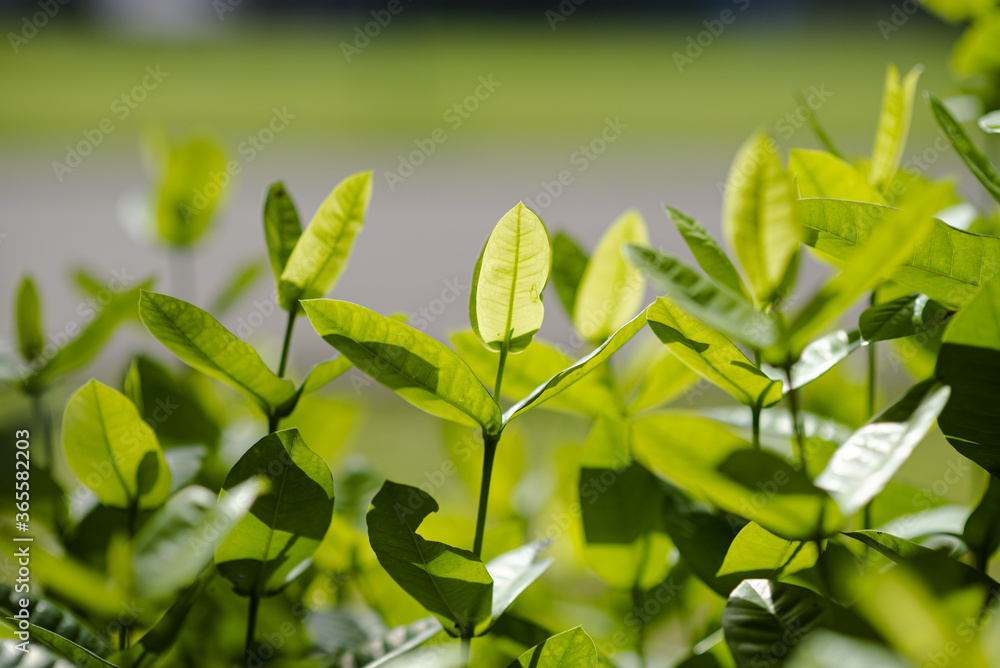 green leaves in the morning sun green leaves in the morning sun