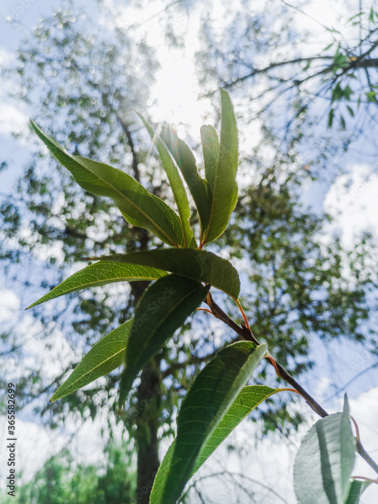 Fototapeta premium Tree branch with sky backlight