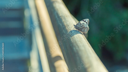Plano detalle de una mariposa silvestre posada sobre una baranda en el Parque Nacional Iguazú photo